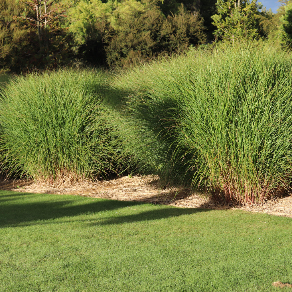 Miscanthus sinensis Gracillimus Image