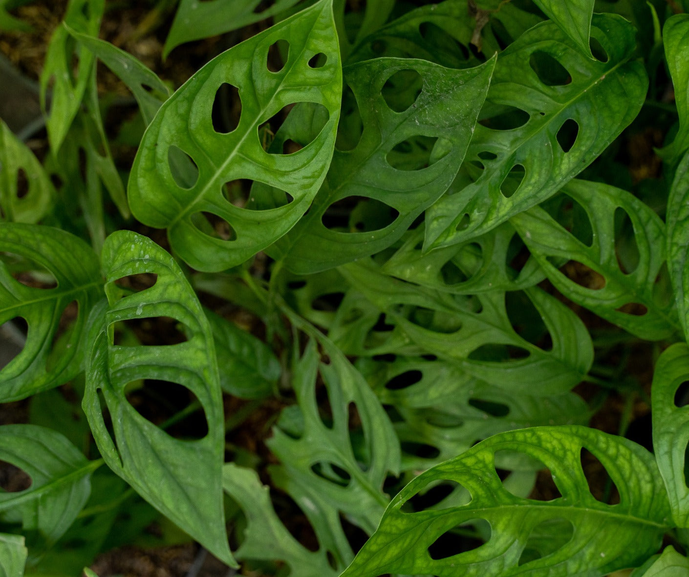 Monstera adansonii Monkey Mask 4