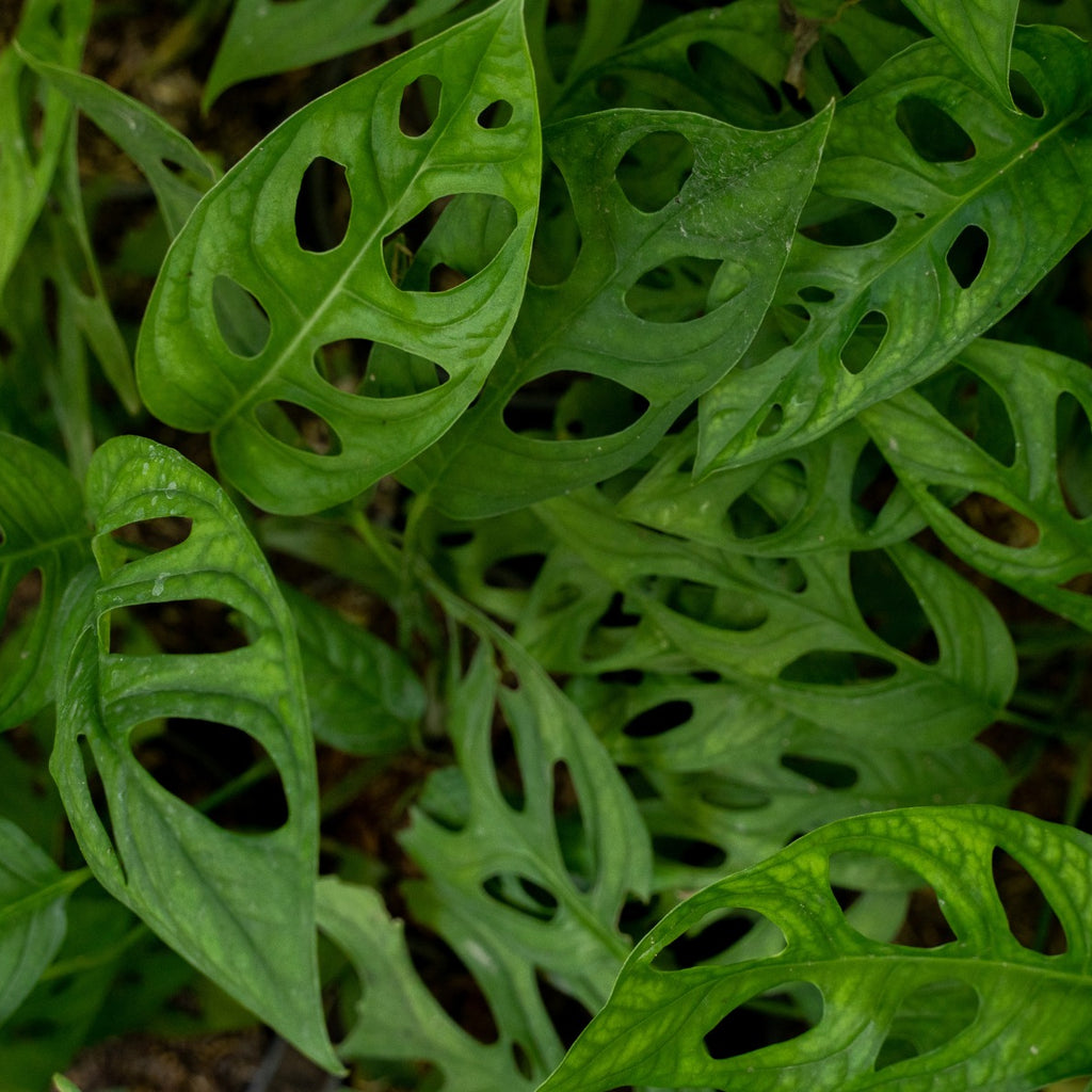 Monstera adansonii Monkey Mask Image