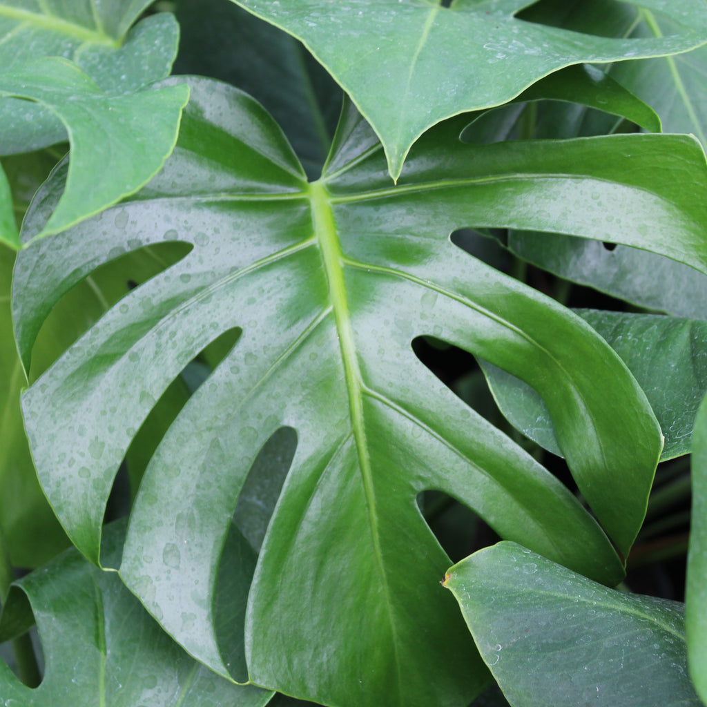Monstera deliciosa Image
