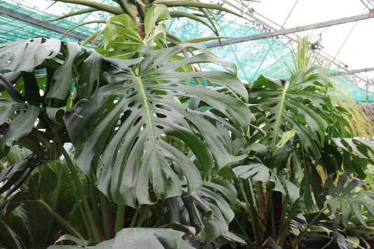 Monstera deliciosa 2