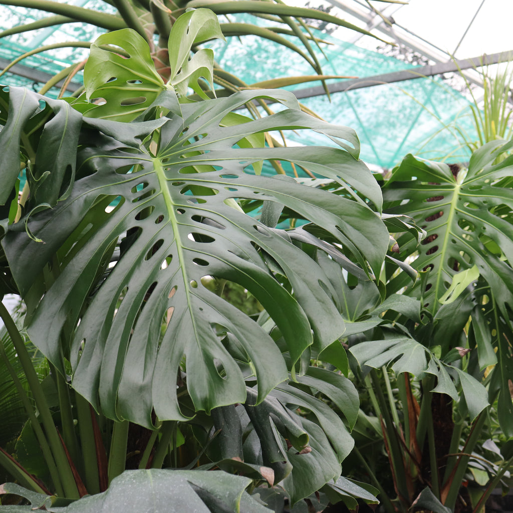 Monstera deliciosa Image