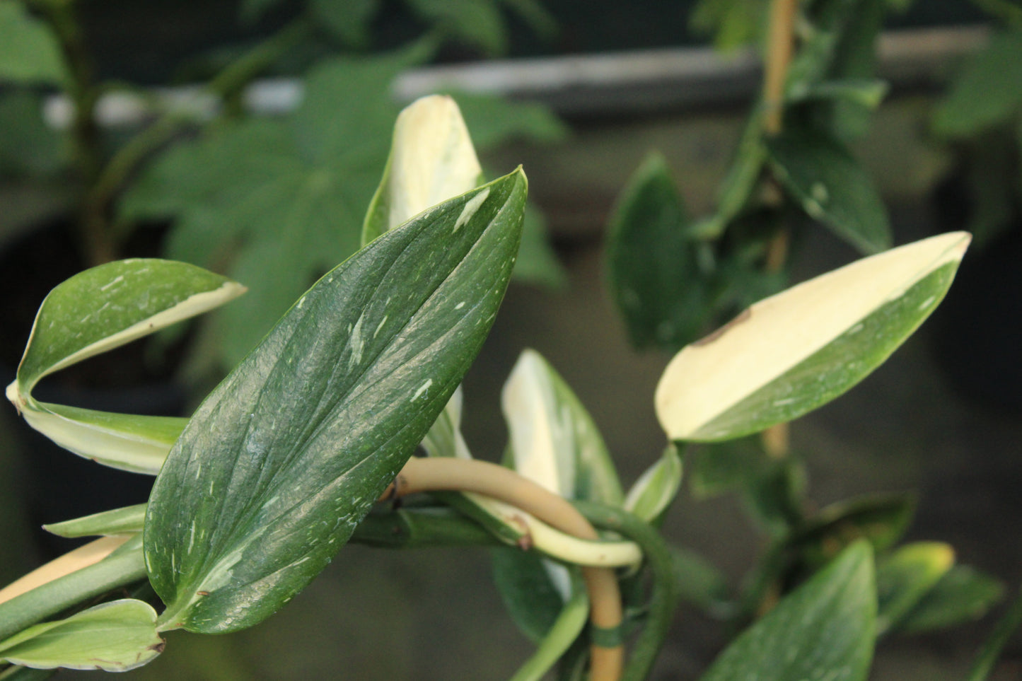 Monstera standleyana albo variegata