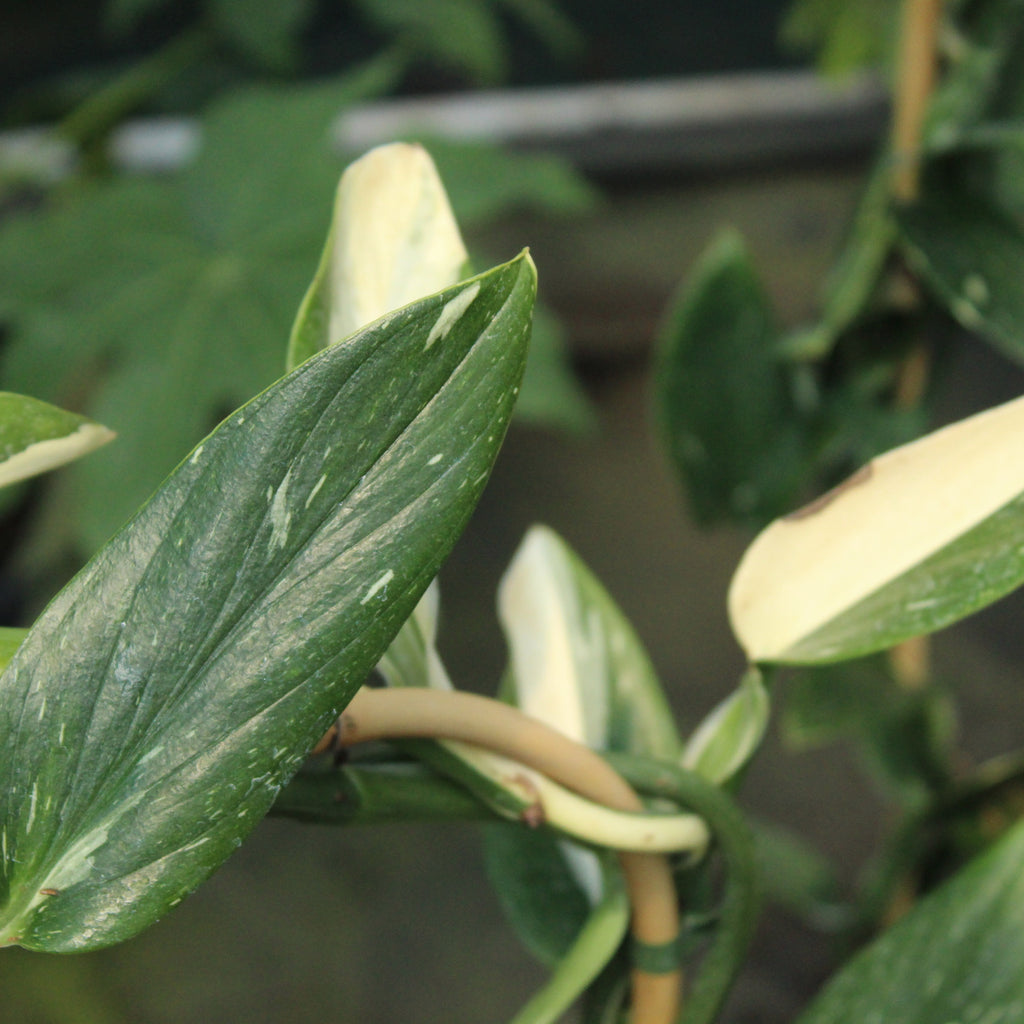 Monstera standleyana albo variegata Image