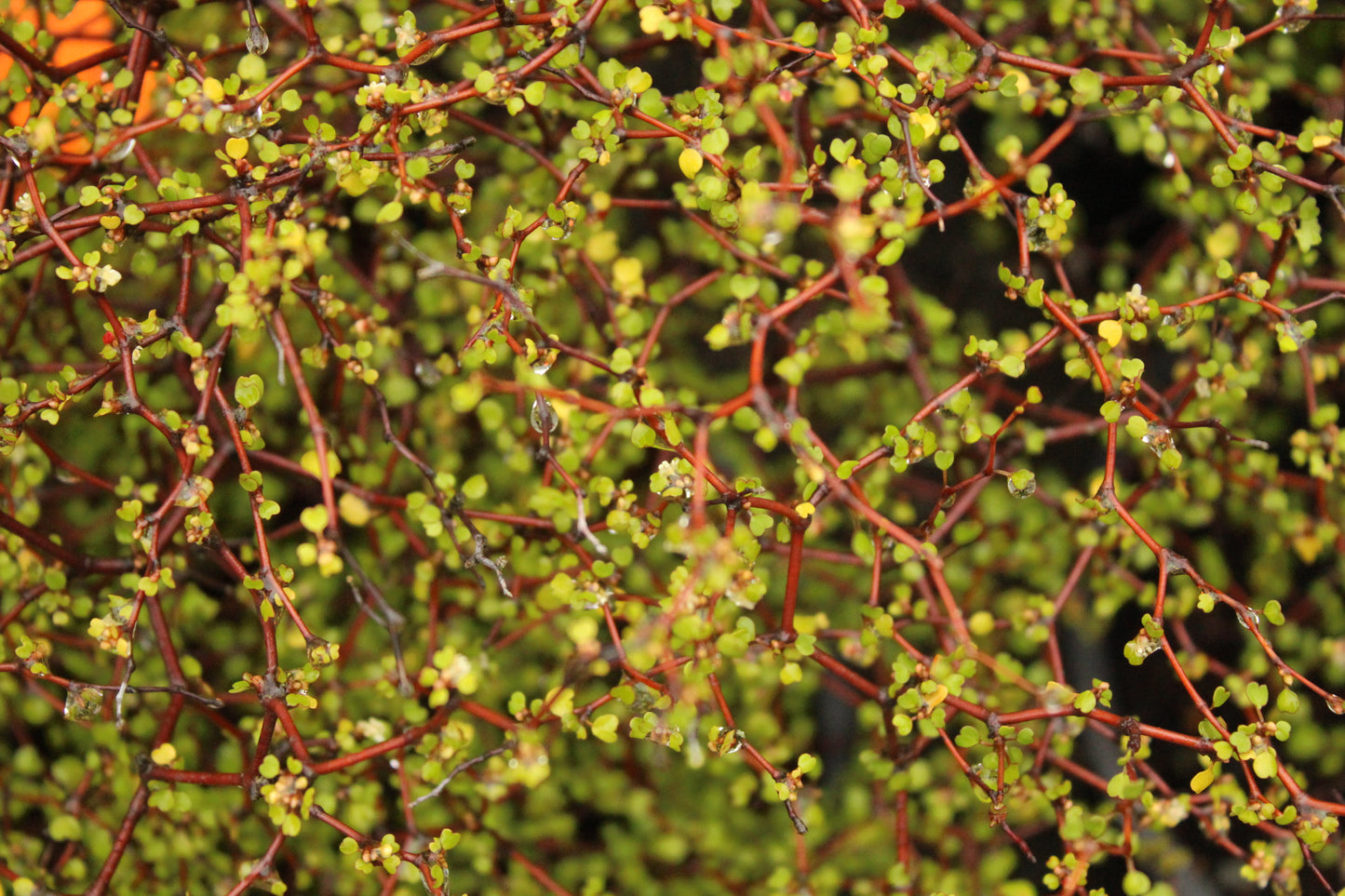 Muehlenbeckia astonii