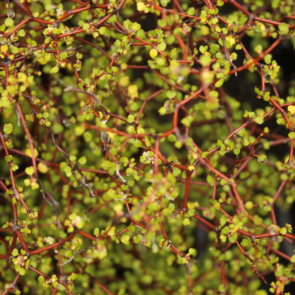 Muehlenbeckia astonii Image