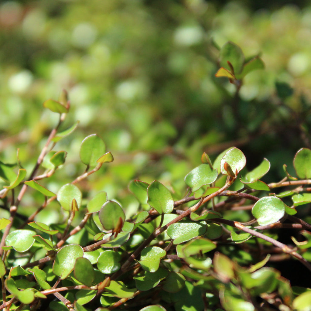 Muehlenbeckia axillaris Image
