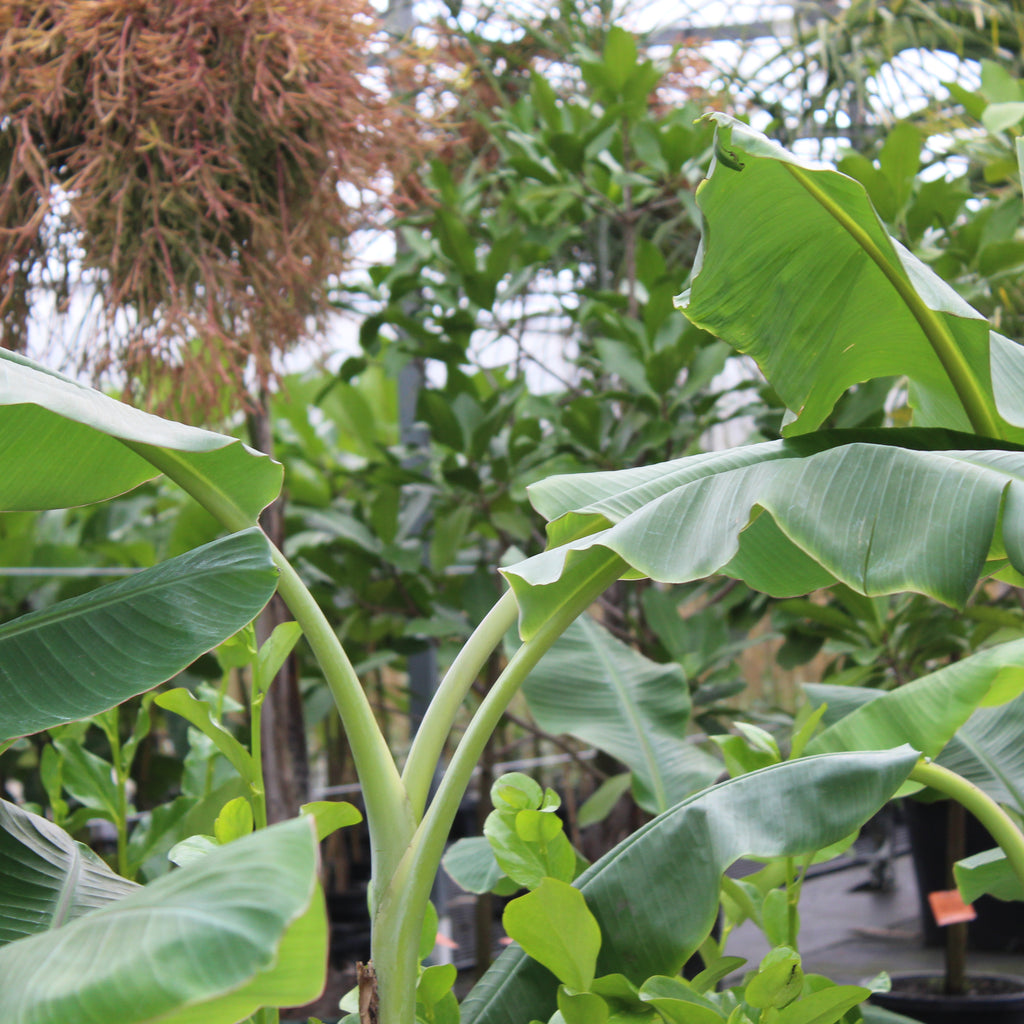 Musa Misi Luki Image