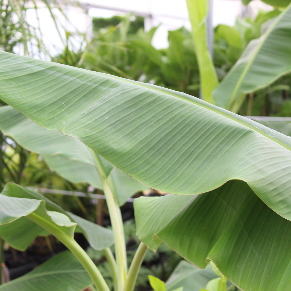 Musa Misi Luki Image