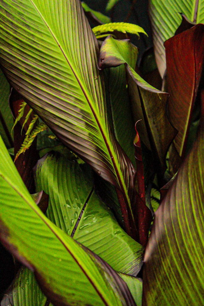Musa ensete Image