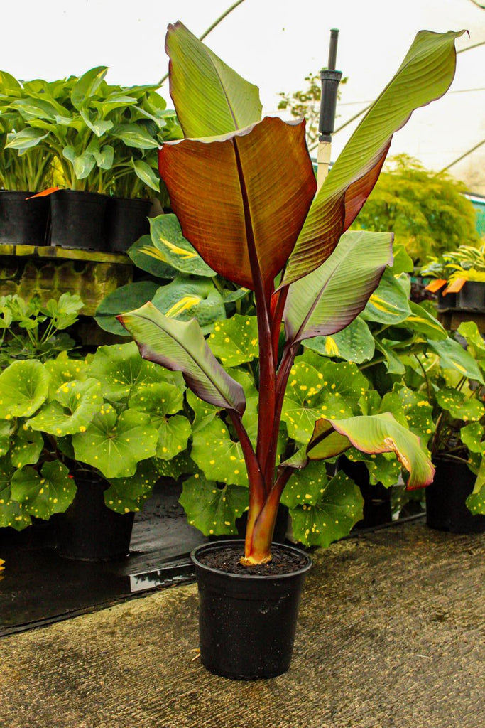 Musa ensete Image