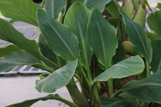 Musella lasiocarpa 2
