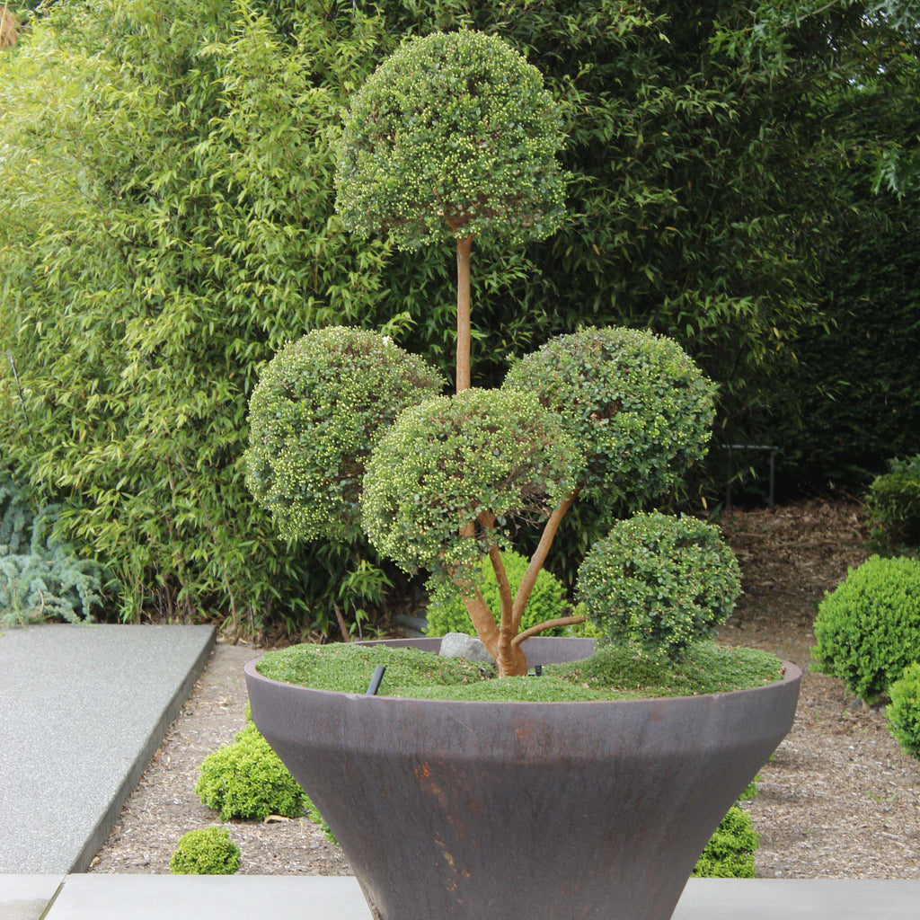 Myrtus Luma Topiary Image