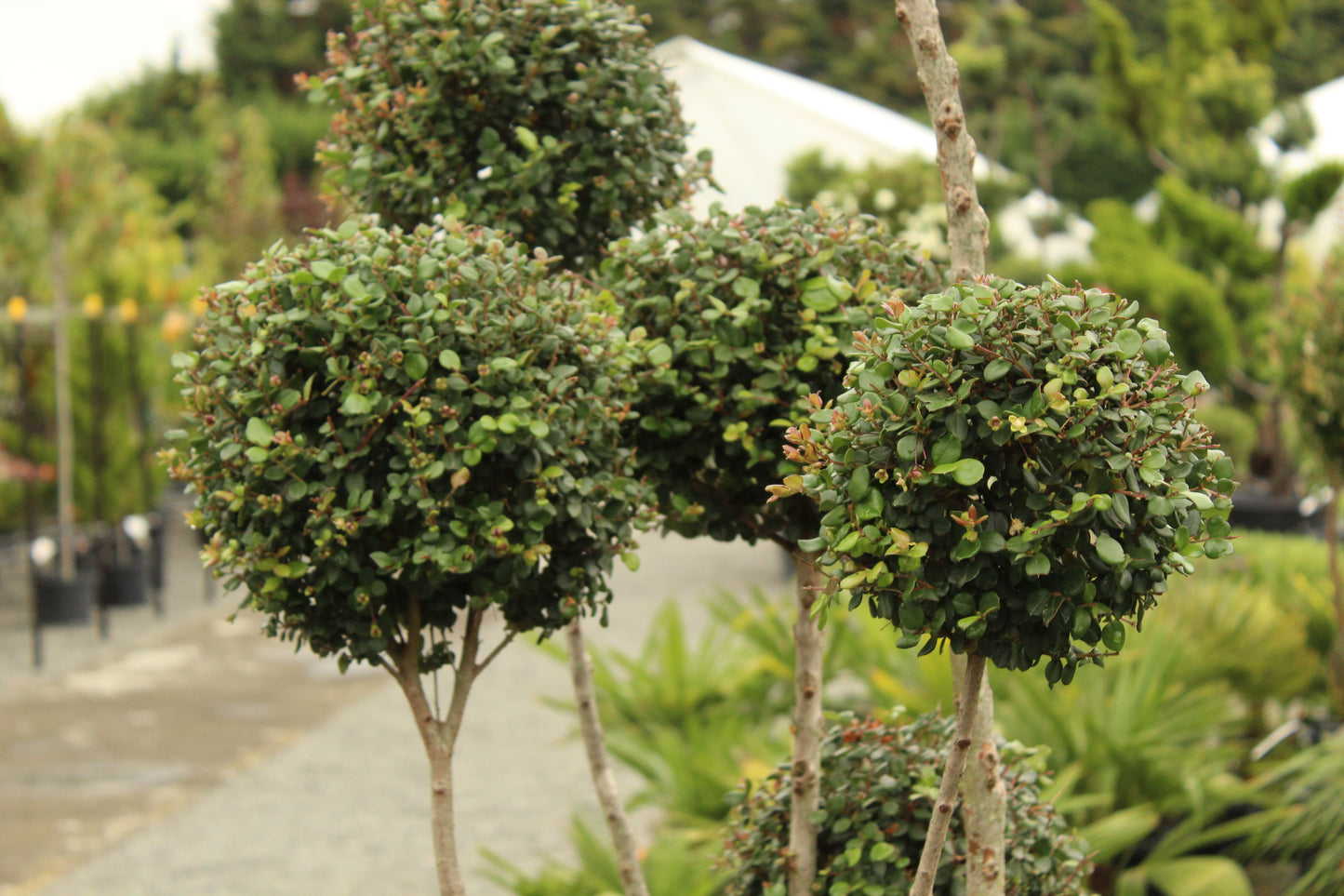 Myrtus Luma Topiary 2