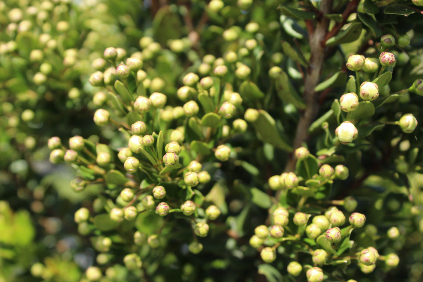 Myrtus Luma Topiary 3