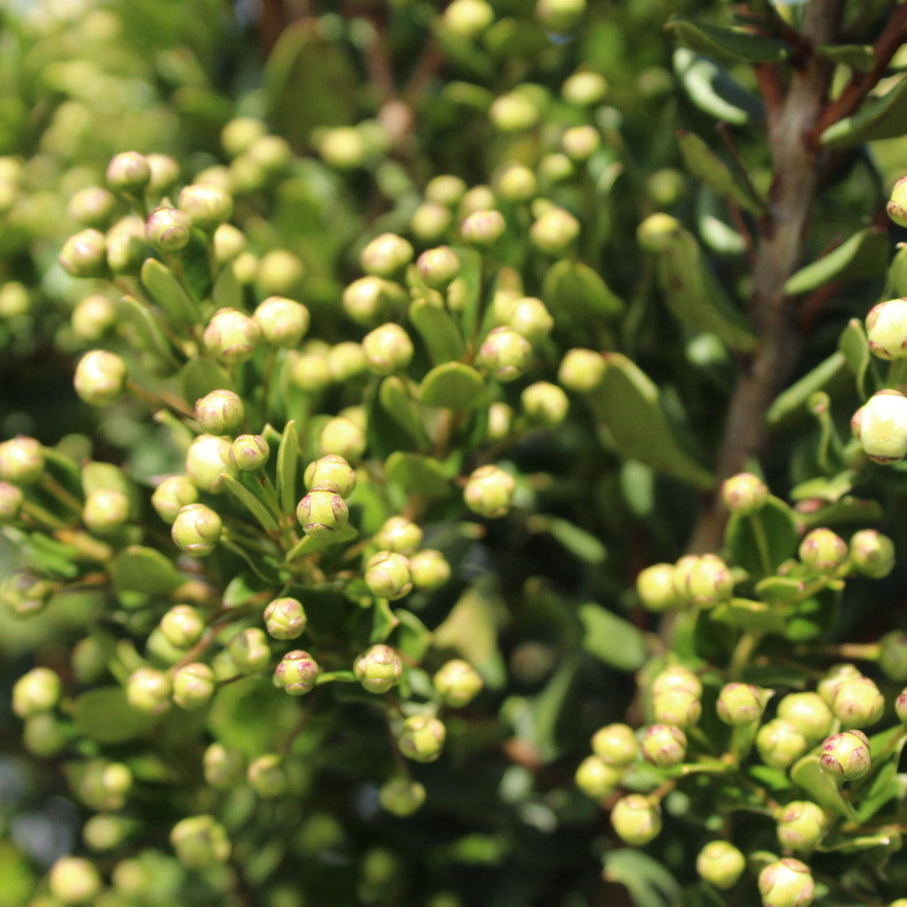 Myrtus Luma Topiary Image