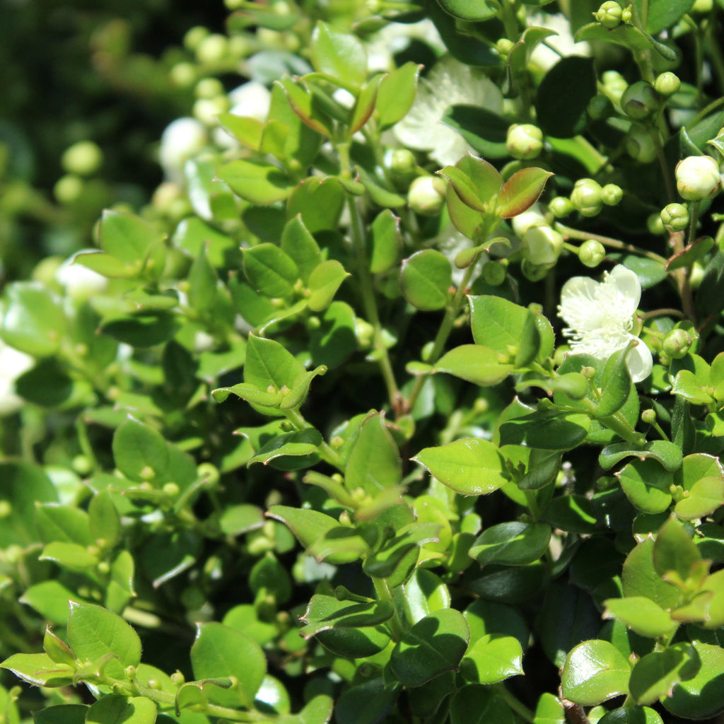 Myrtus Luma Topiary Image
