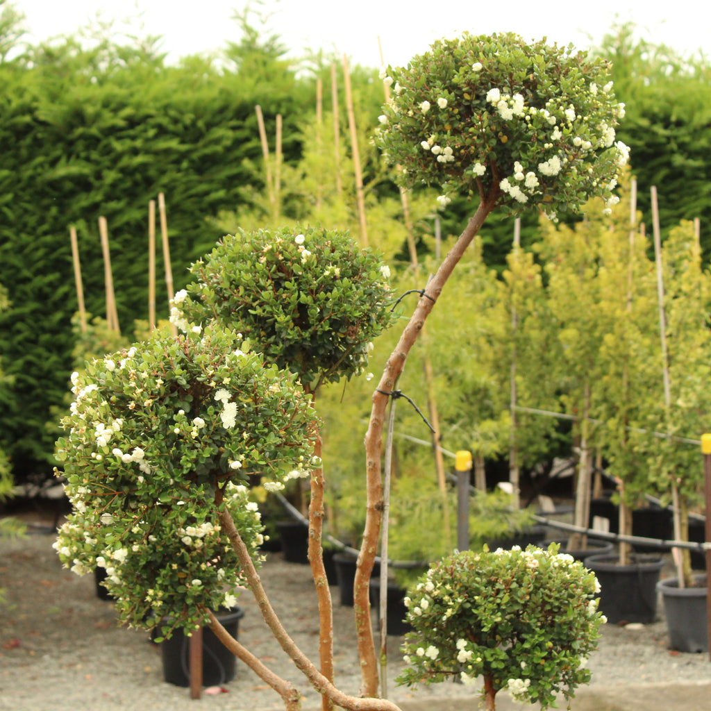 Myrtus Luma Topiary Image