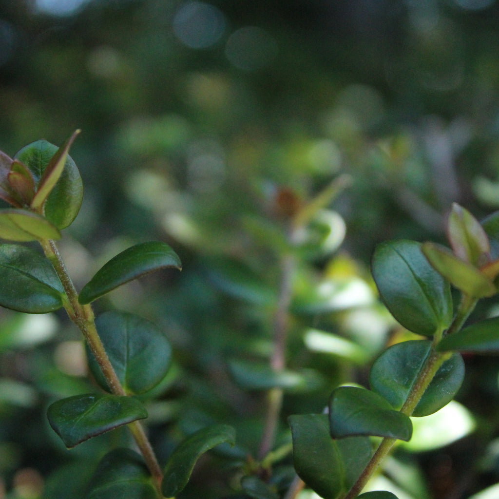 Myrtus ugni Image