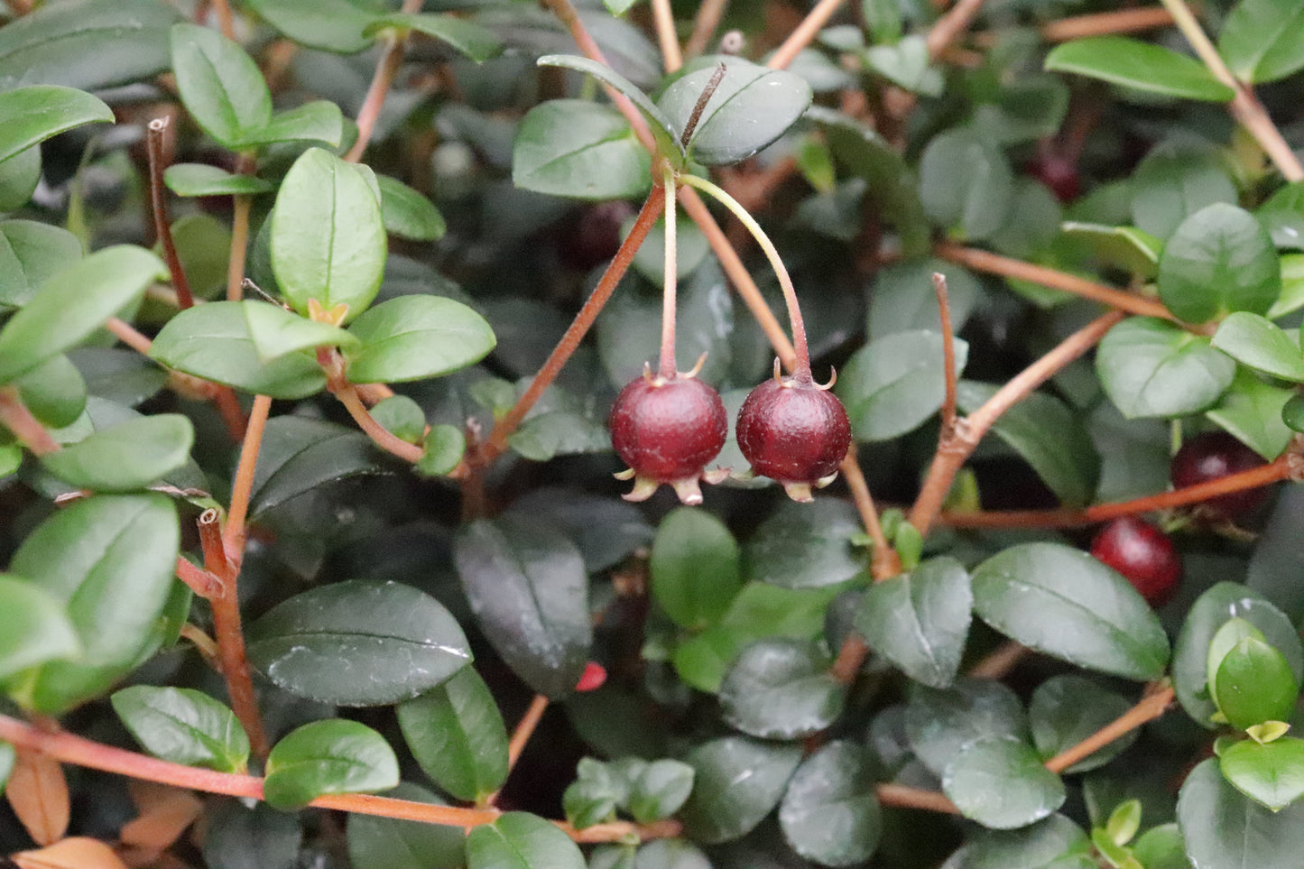 Myrtus ugni 2