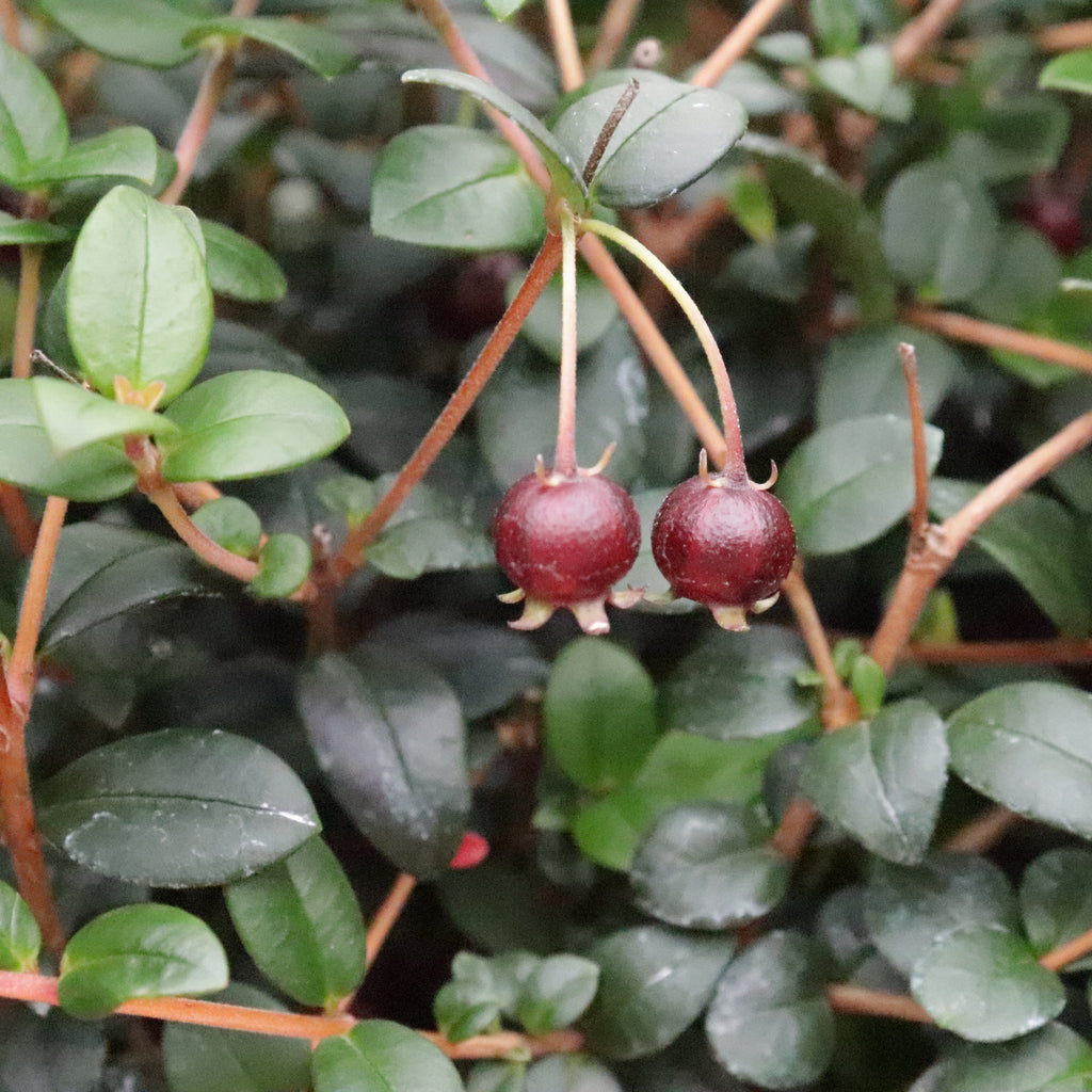 Myrtus ugni Image