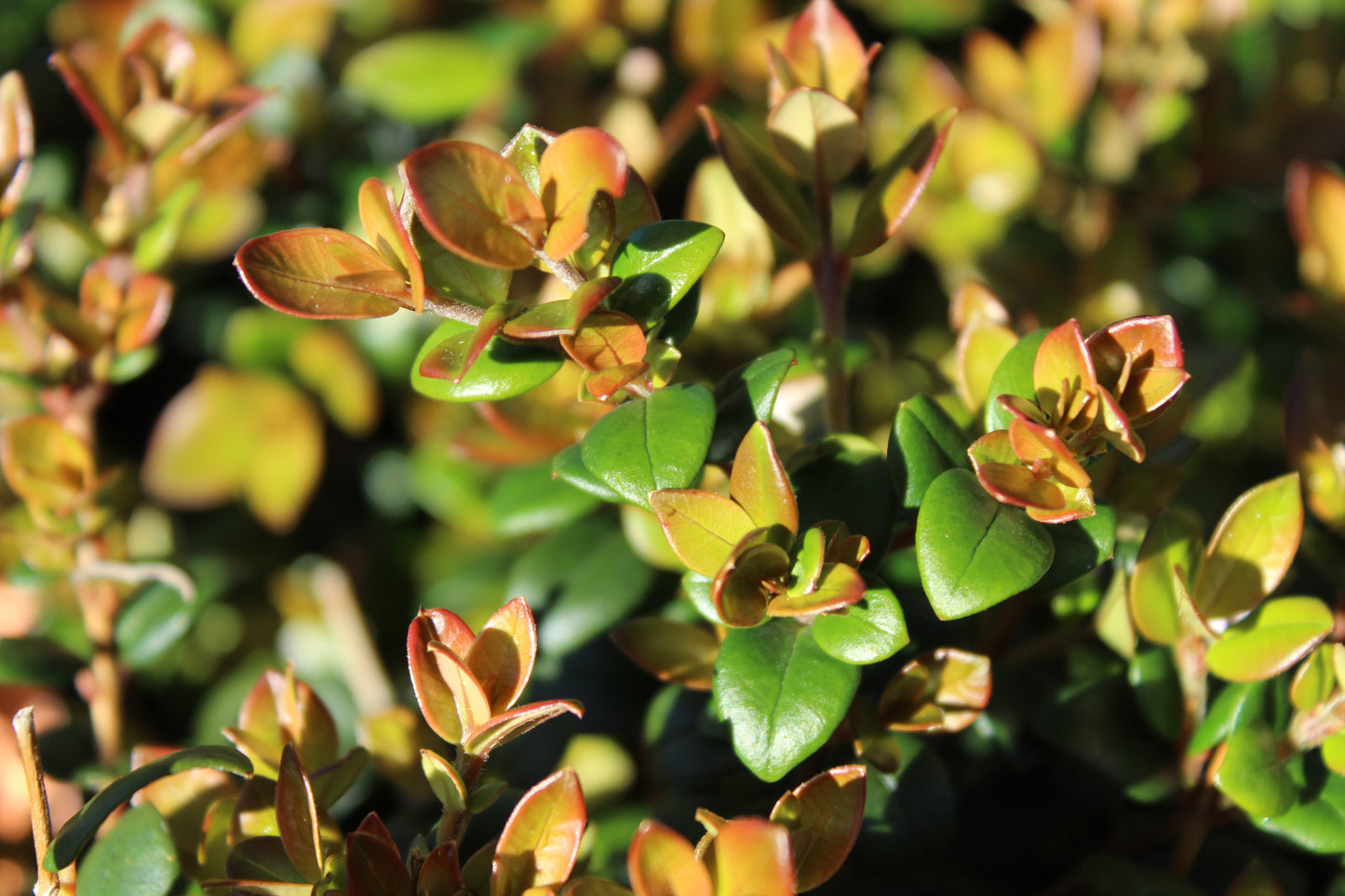 Myrtus ugni 3