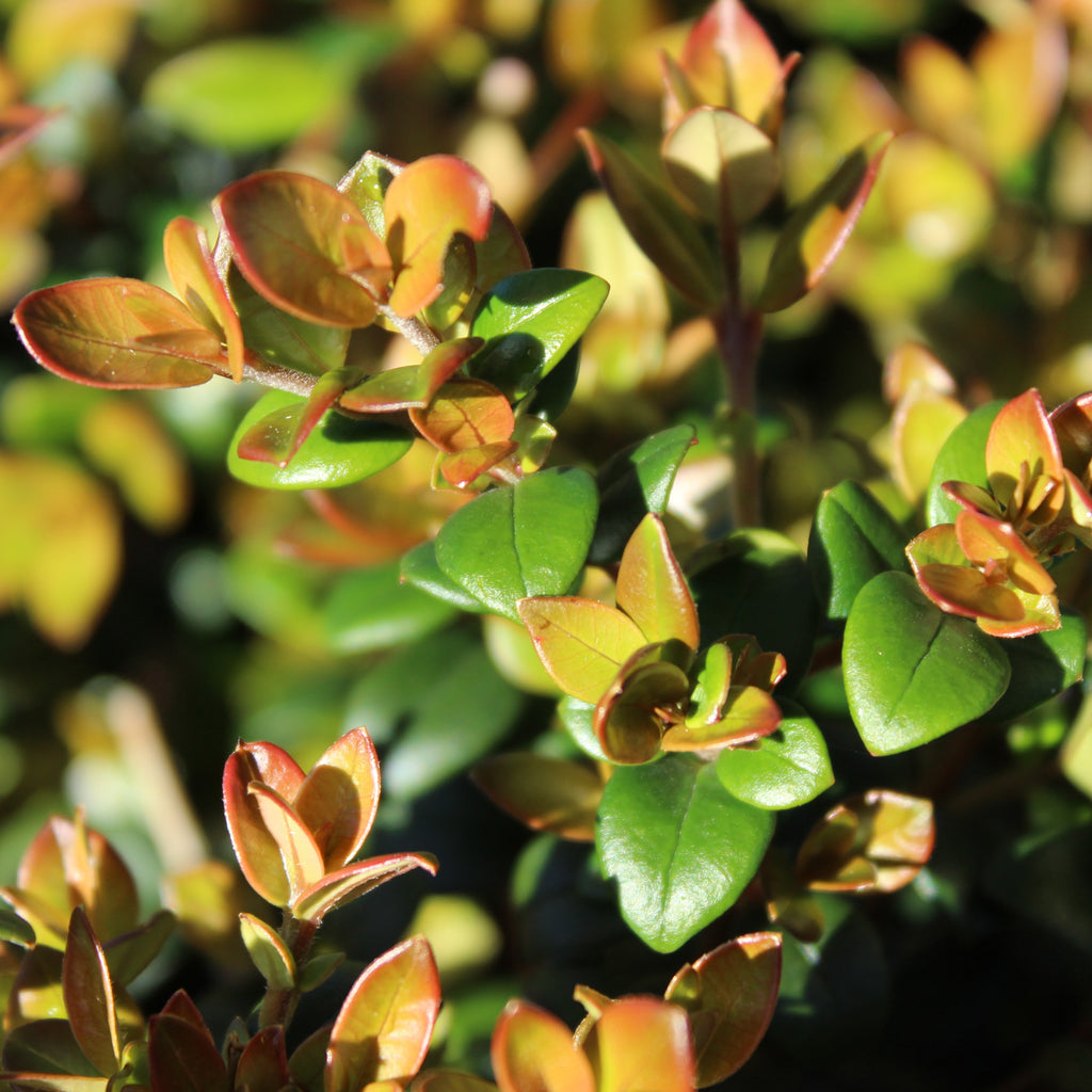 Myrtus ugni Image