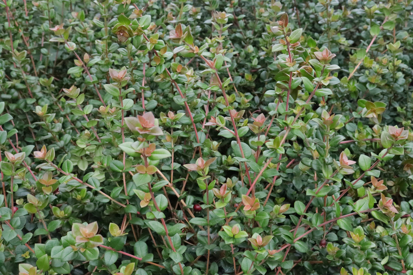 Myrtus ugni 4