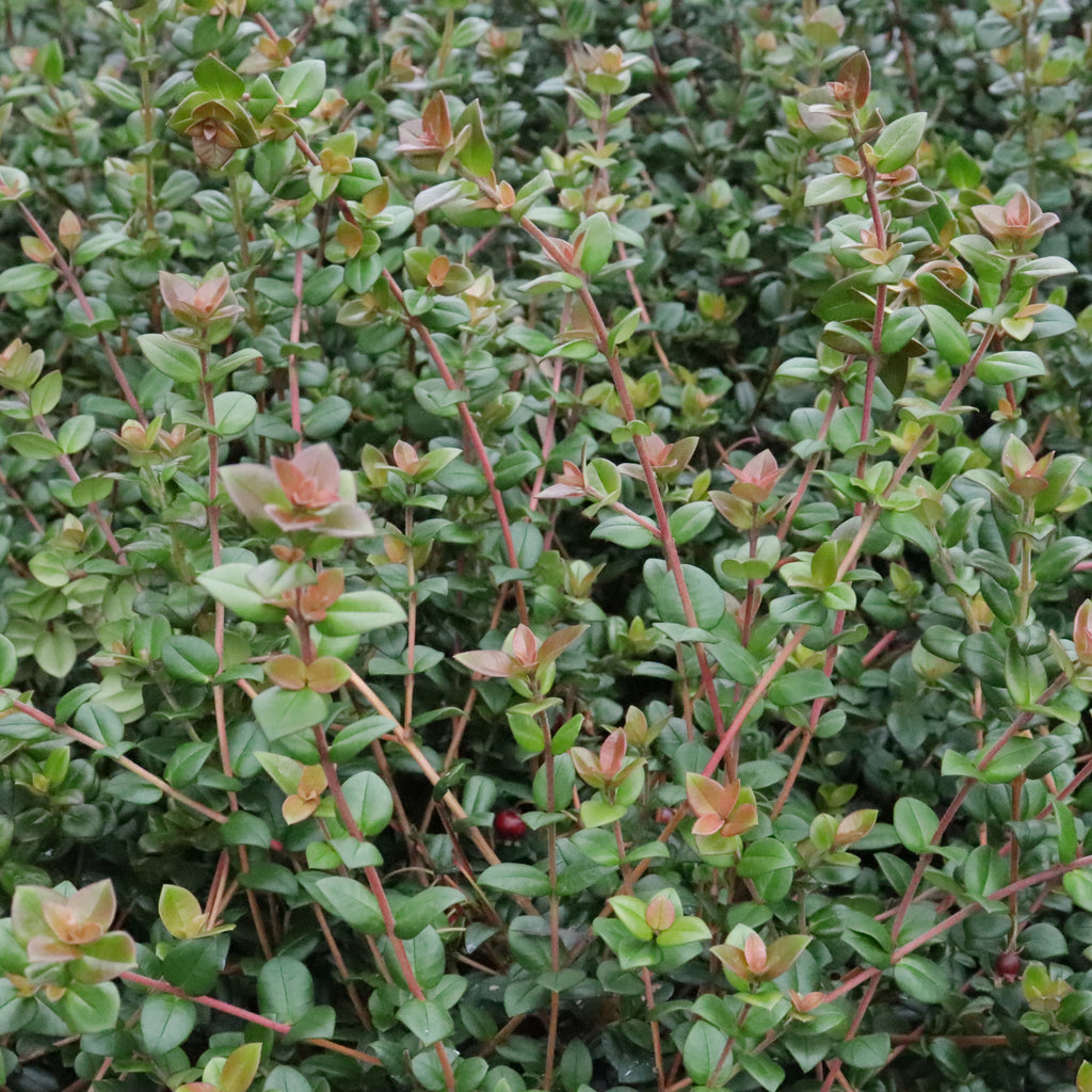 Myrtus ugni Image