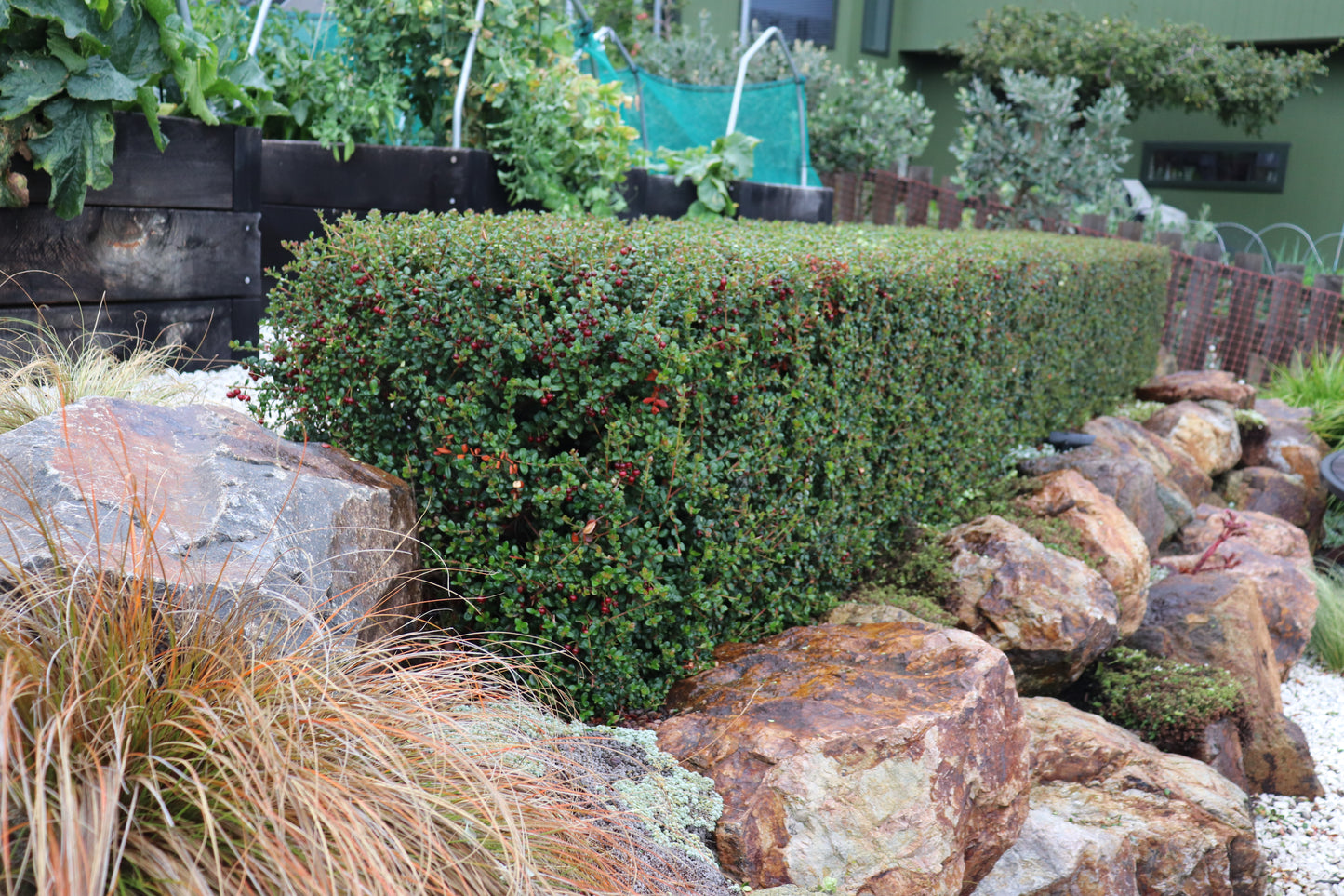 Myrtus ugni 6