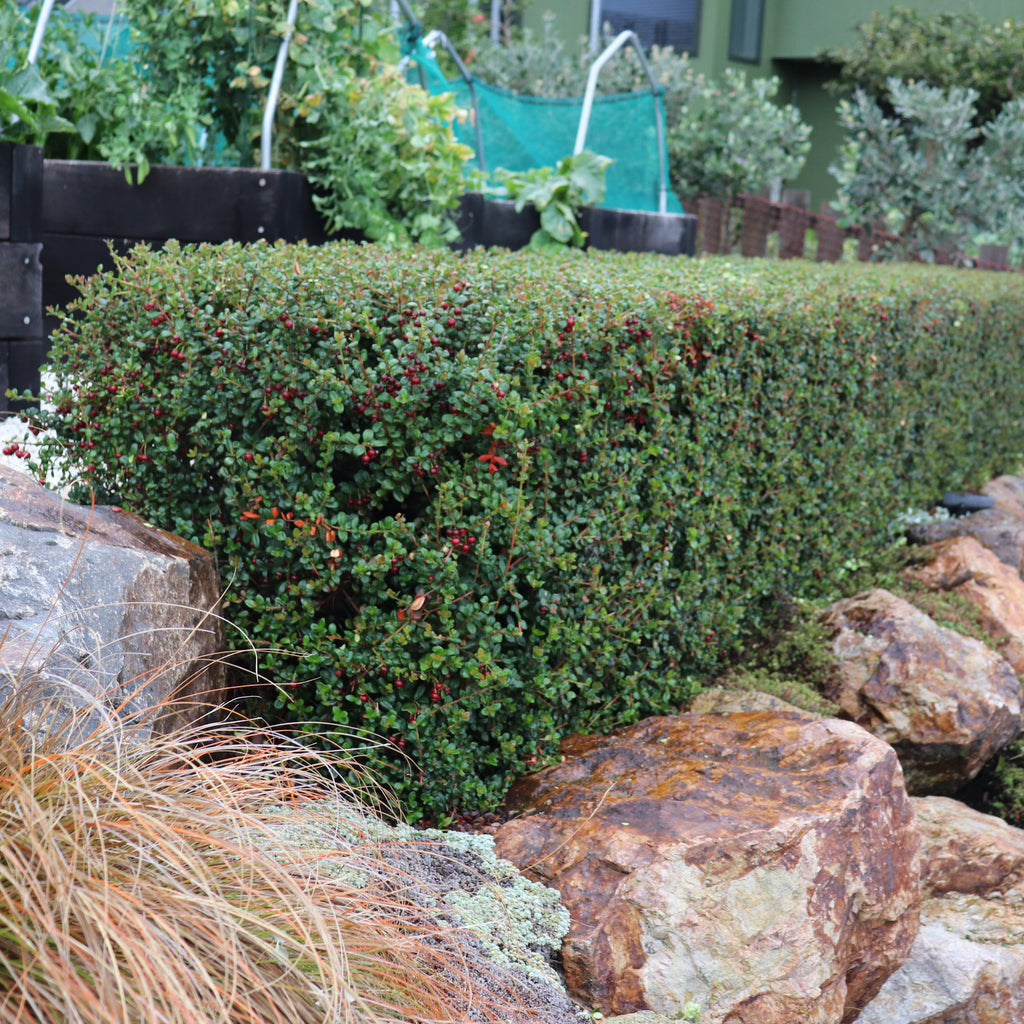 Myrtus ugni Image