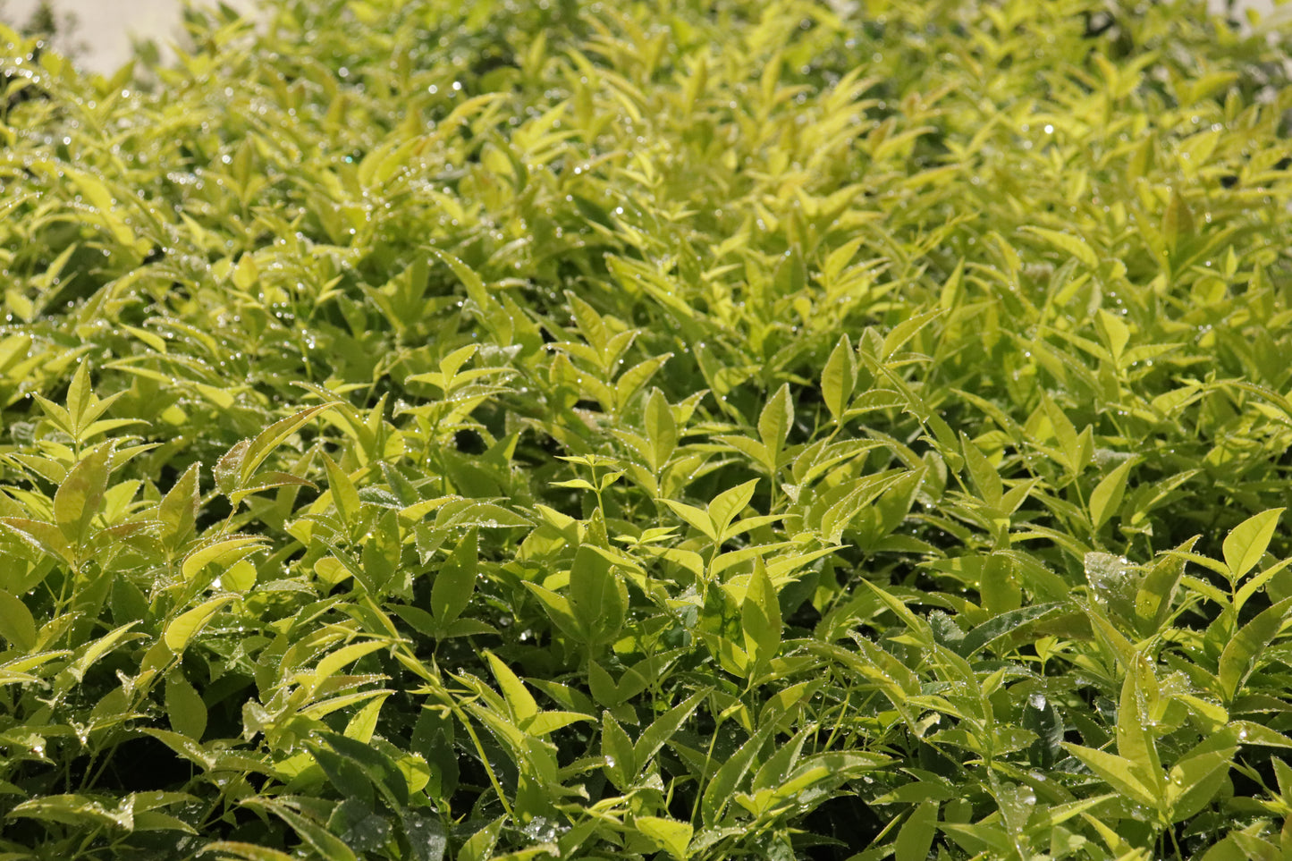 Nandina Lemon Lime 2