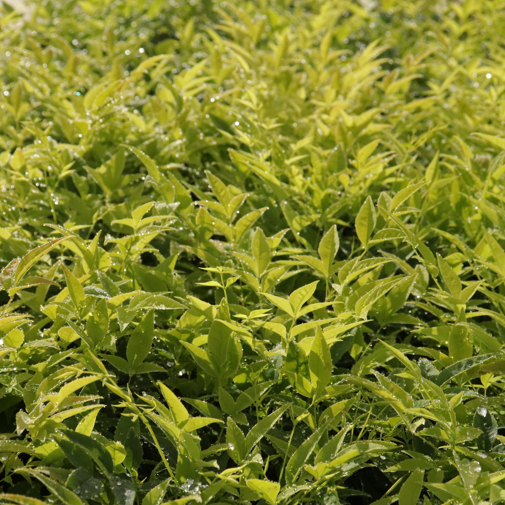 Nandina Lemon Lime Image