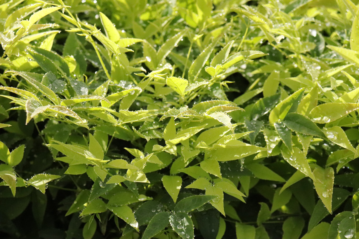 Nandina Lemon Lime 4