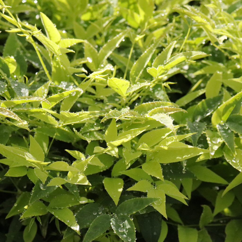 Nandina Lemon Lime Image
