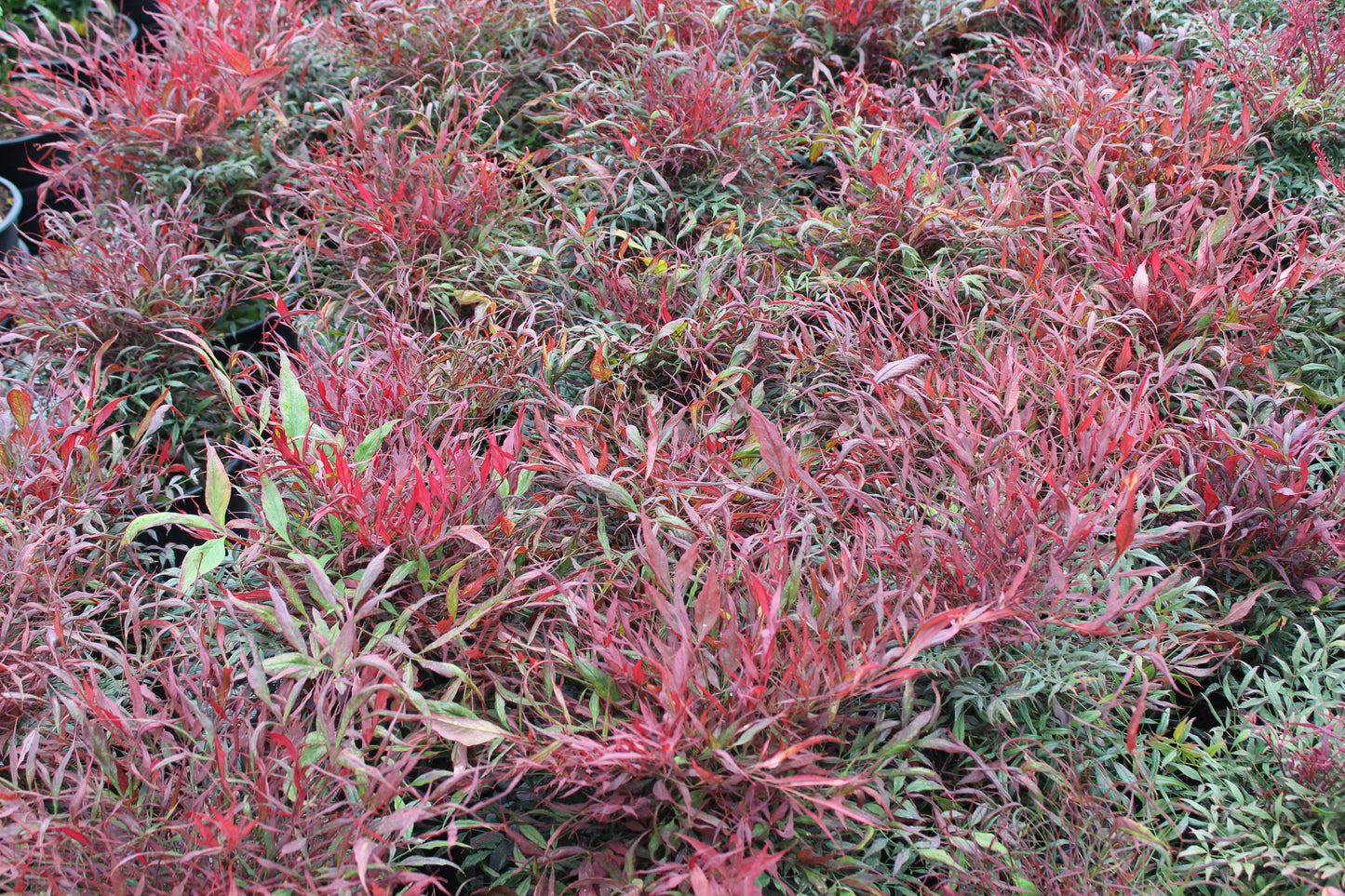 Nandina Little Flick 2