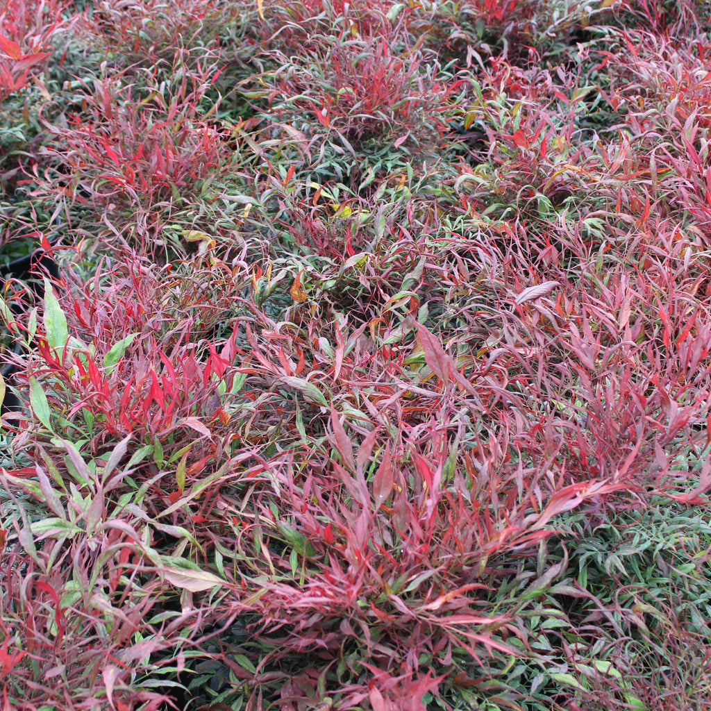 Nandina Little Flick Image