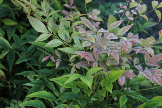 Nandina gulfstream