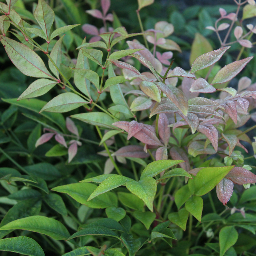 Nandina gulfstream Image