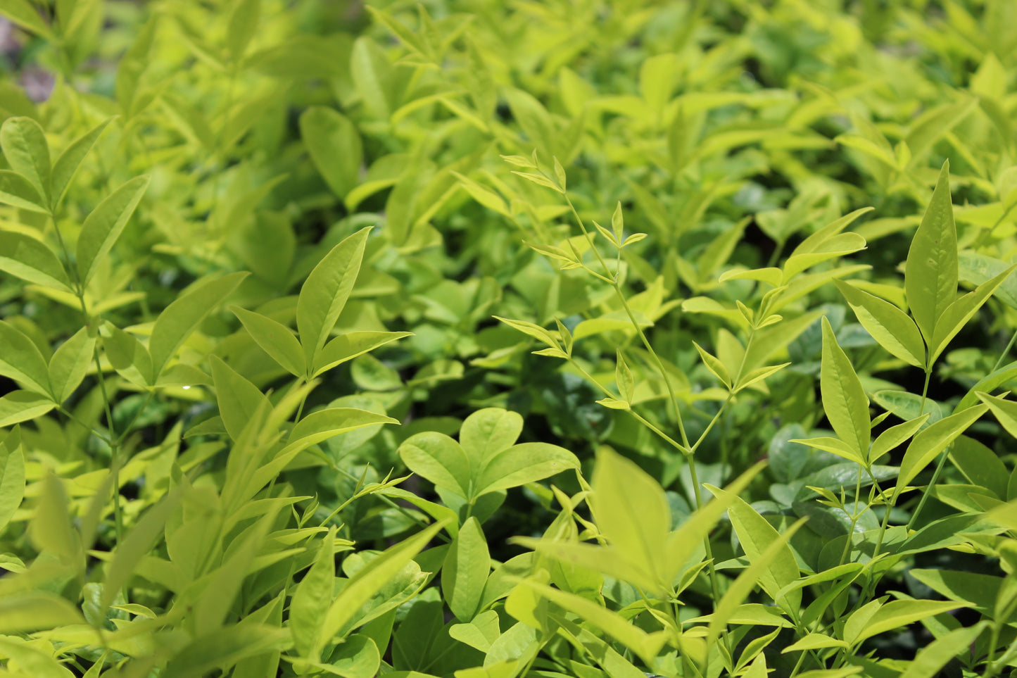 Nandina lemon lime