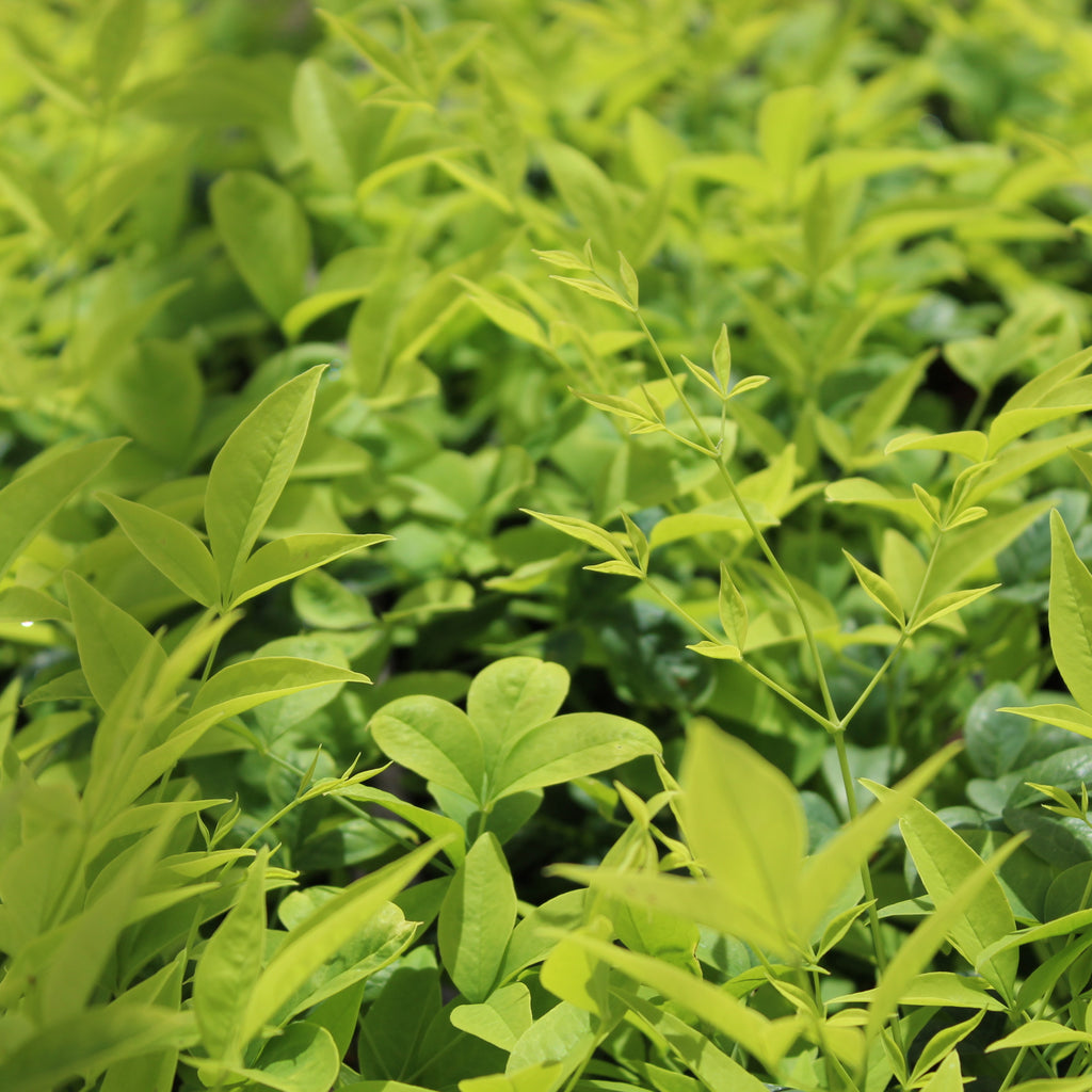 Nandina Lemon Lime Image