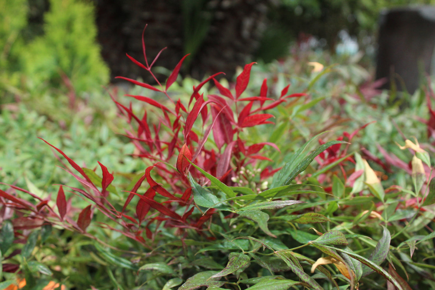 Nandina little flick