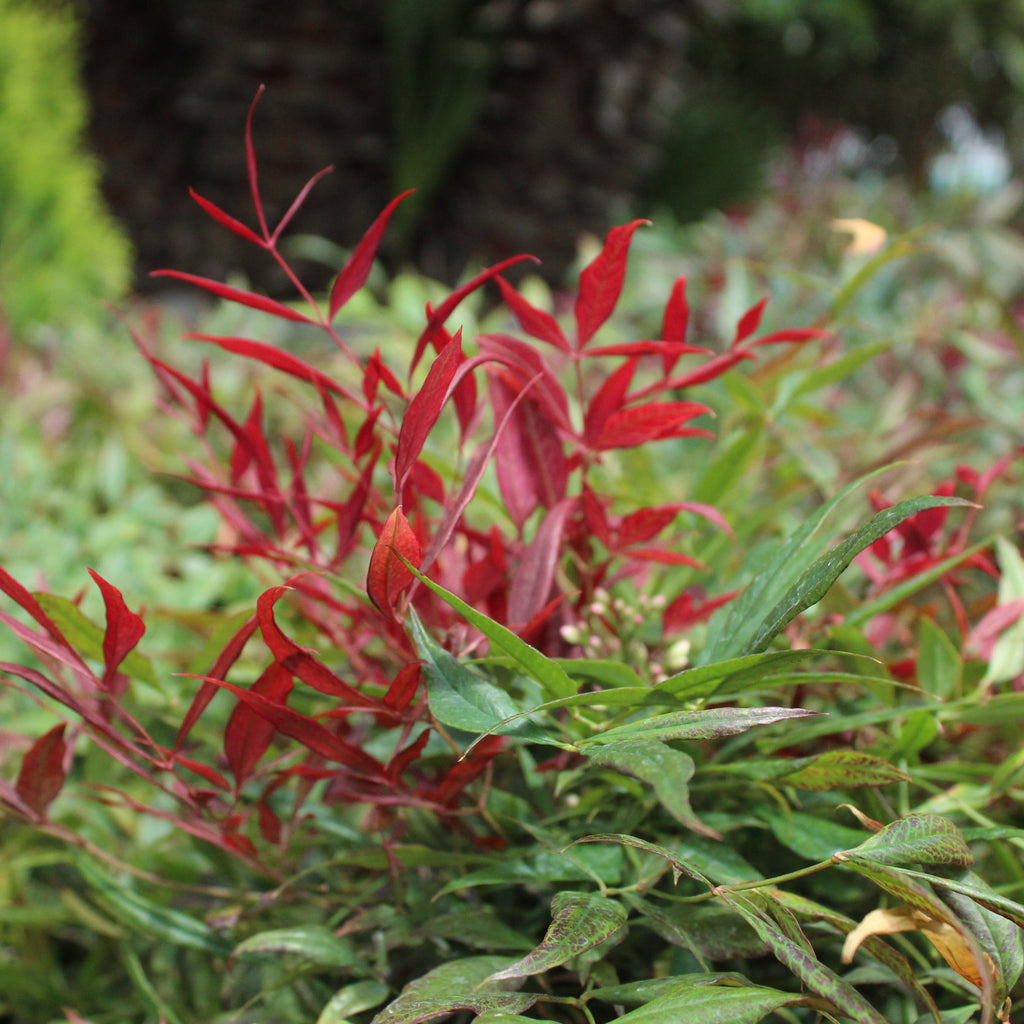 Nandina Little Flick Image