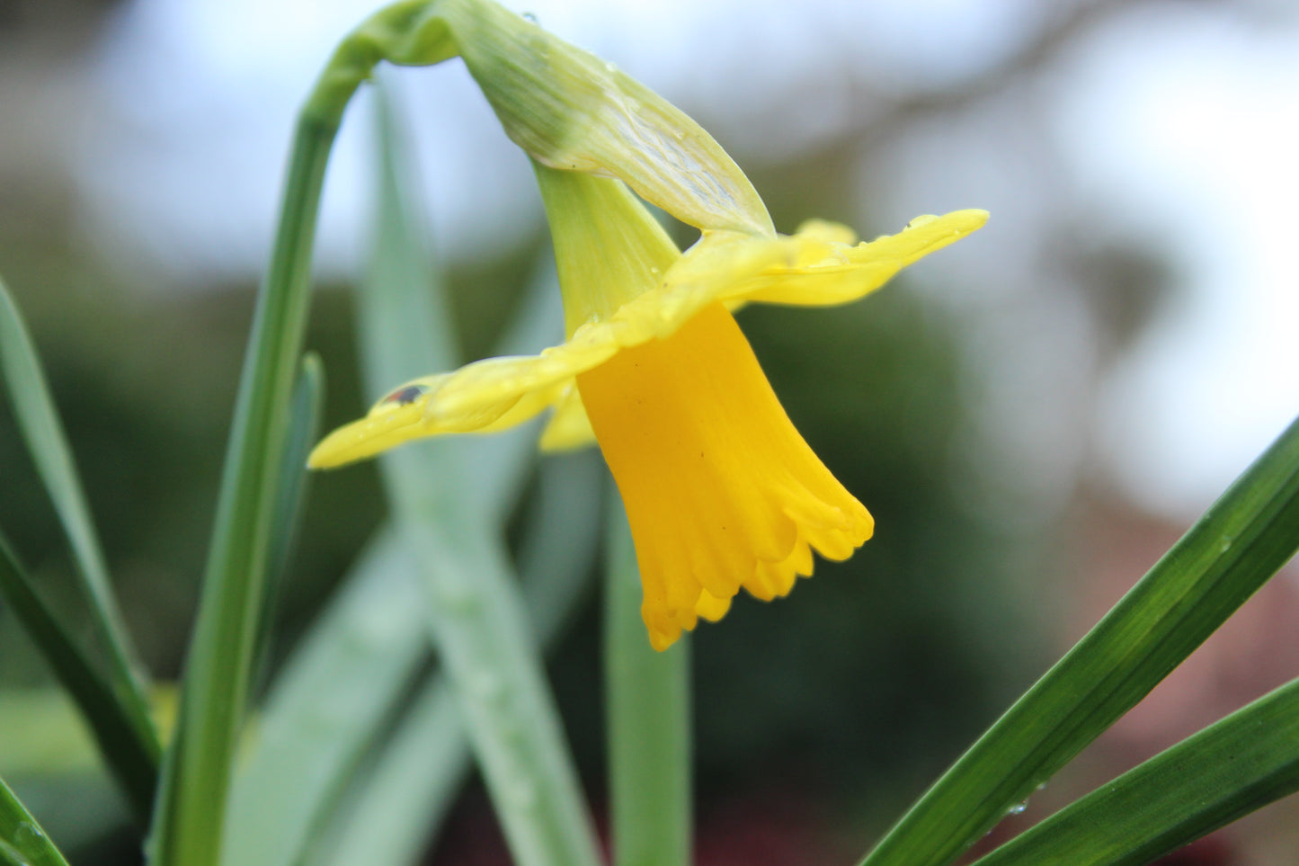 Narcissus 'Tete-a-Tete'.