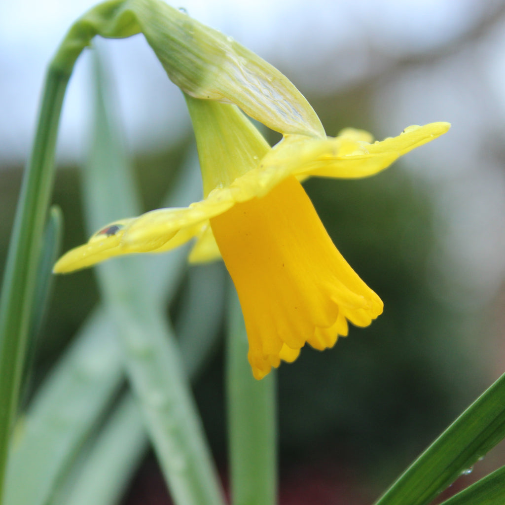 Narcissus Tete-a-Tete Image