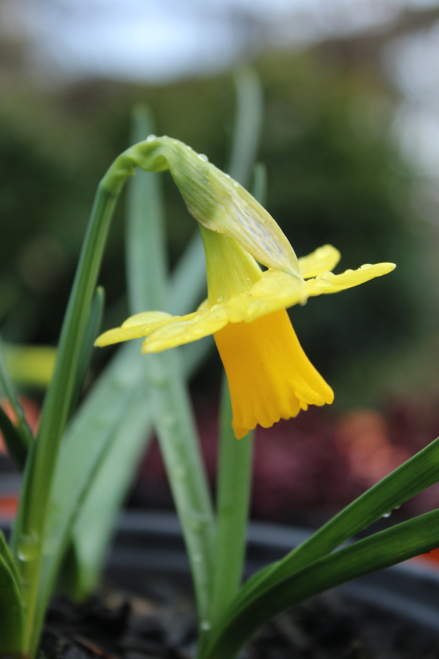 Narcissus Tete-a-Tete 1
