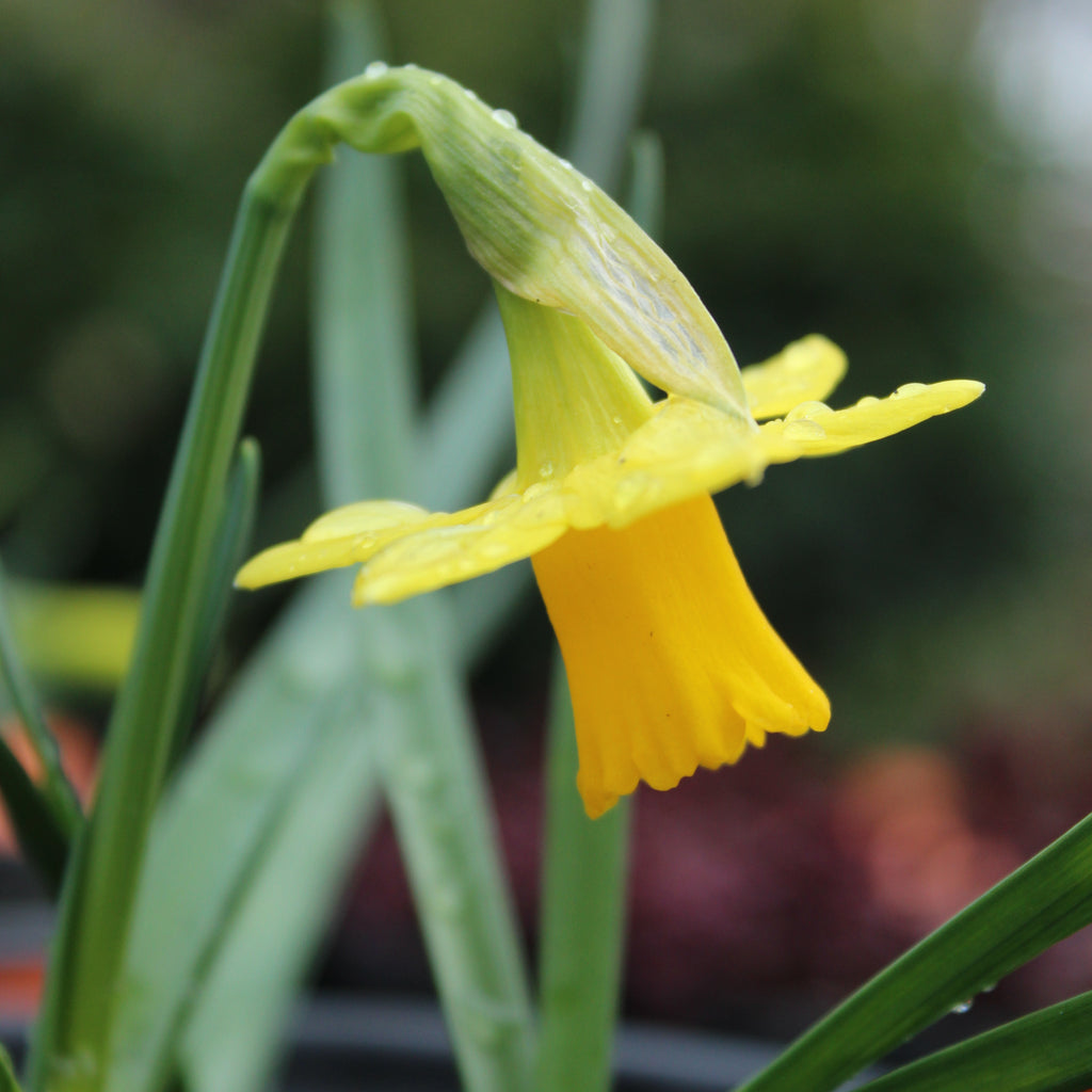 Narcissus Tete-a-Tete Image