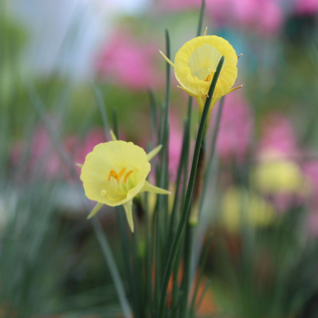 Narcissus aysgarth Image