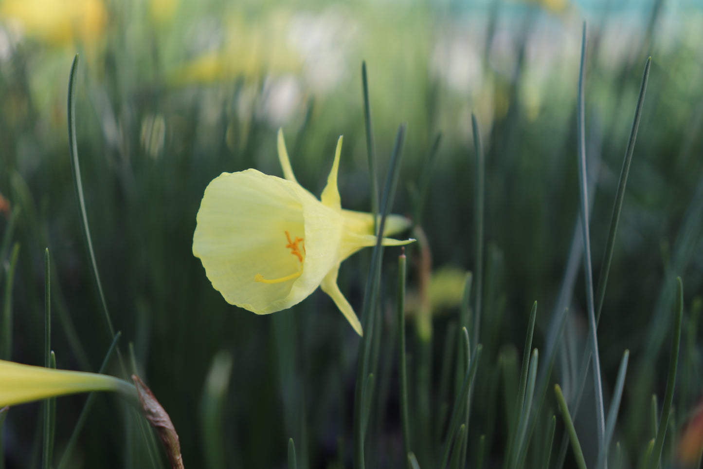 Narcissus aysgarth 3