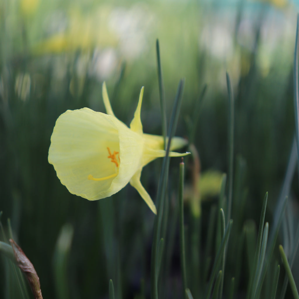 Narcissus aysgarth Image